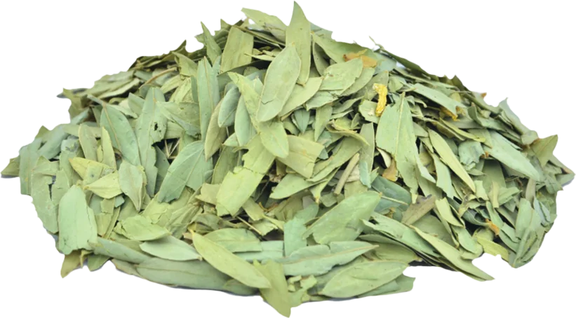A pile of dried green senna leaves